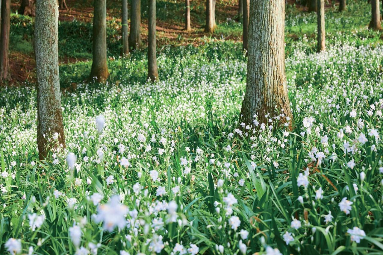 春の花旅【ローズガーデン】3選。咲き誇るバラを満喫できるプラン（画像5）