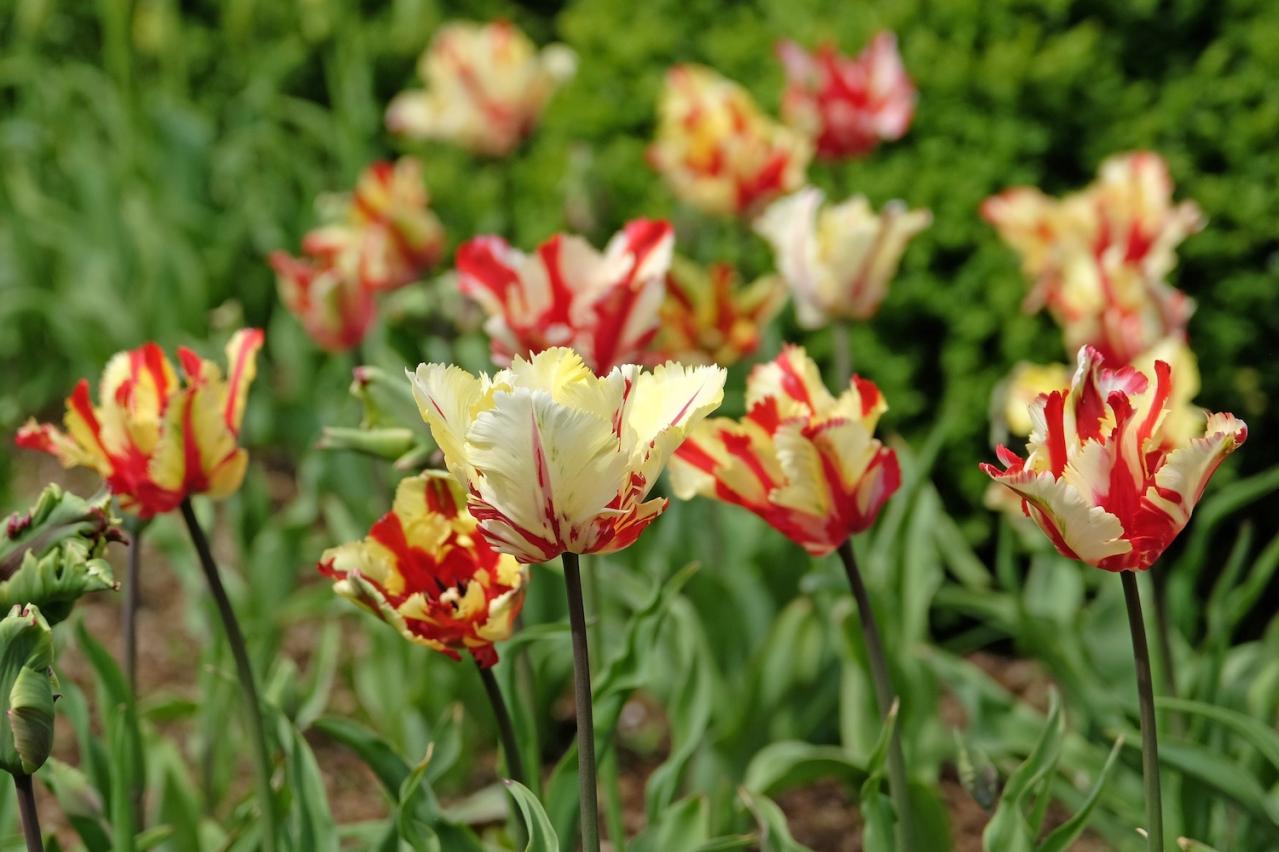 4月の誕生花と花言葉一覧【366日の誕生花と幸せの花言葉】（画像2）