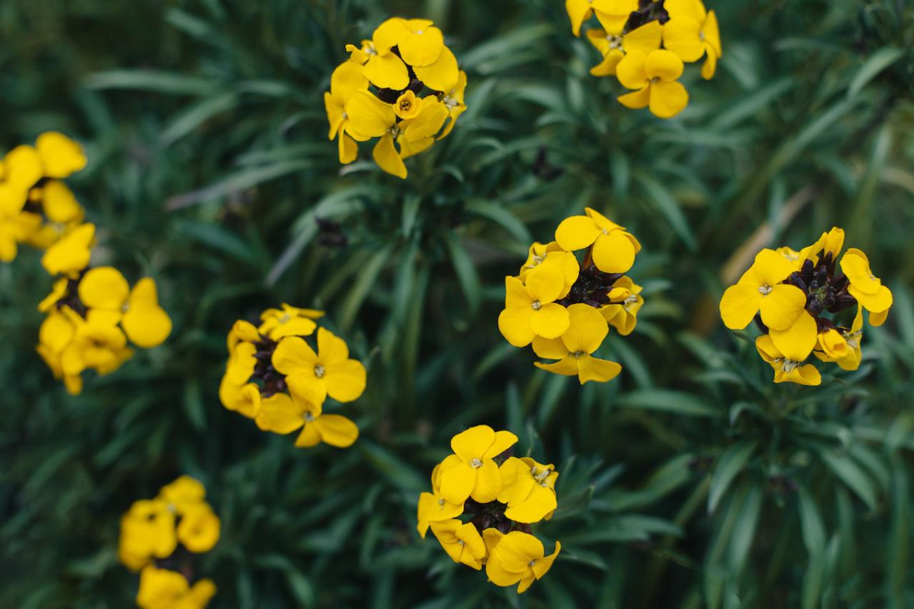 4月の誕生花と花言葉一覧【366日の誕生花と幸せの花言葉】（画像11）