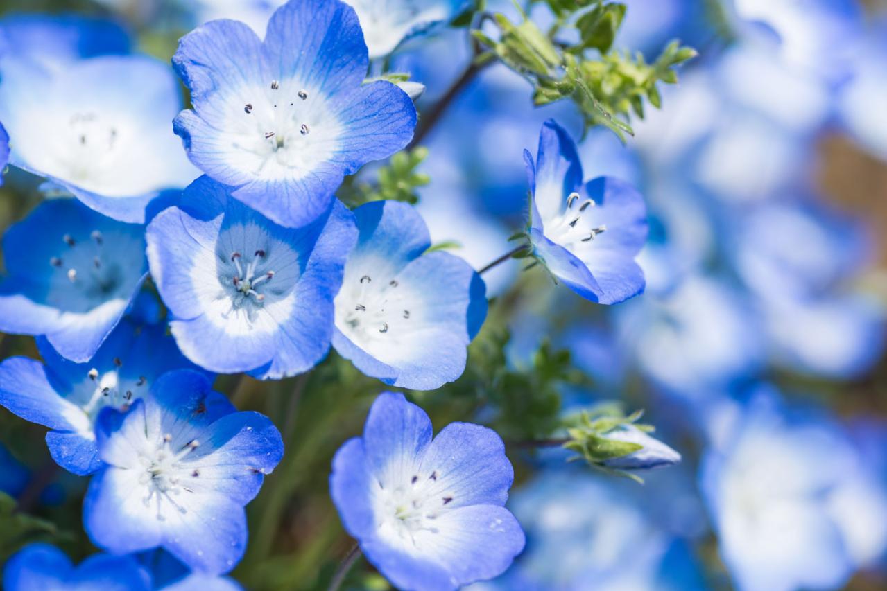 4月の誕生花と花言葉一覧【366日の誕生花と幸せの花言葉】（画像9）