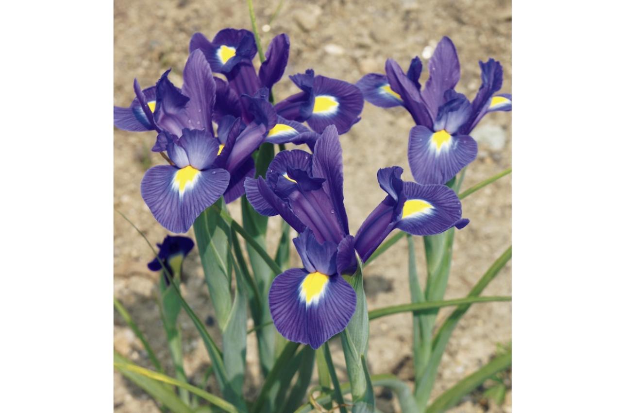 4月の誕生花と花言葉一覧【366日の誕生花と幸せの花言葉】（画像7）