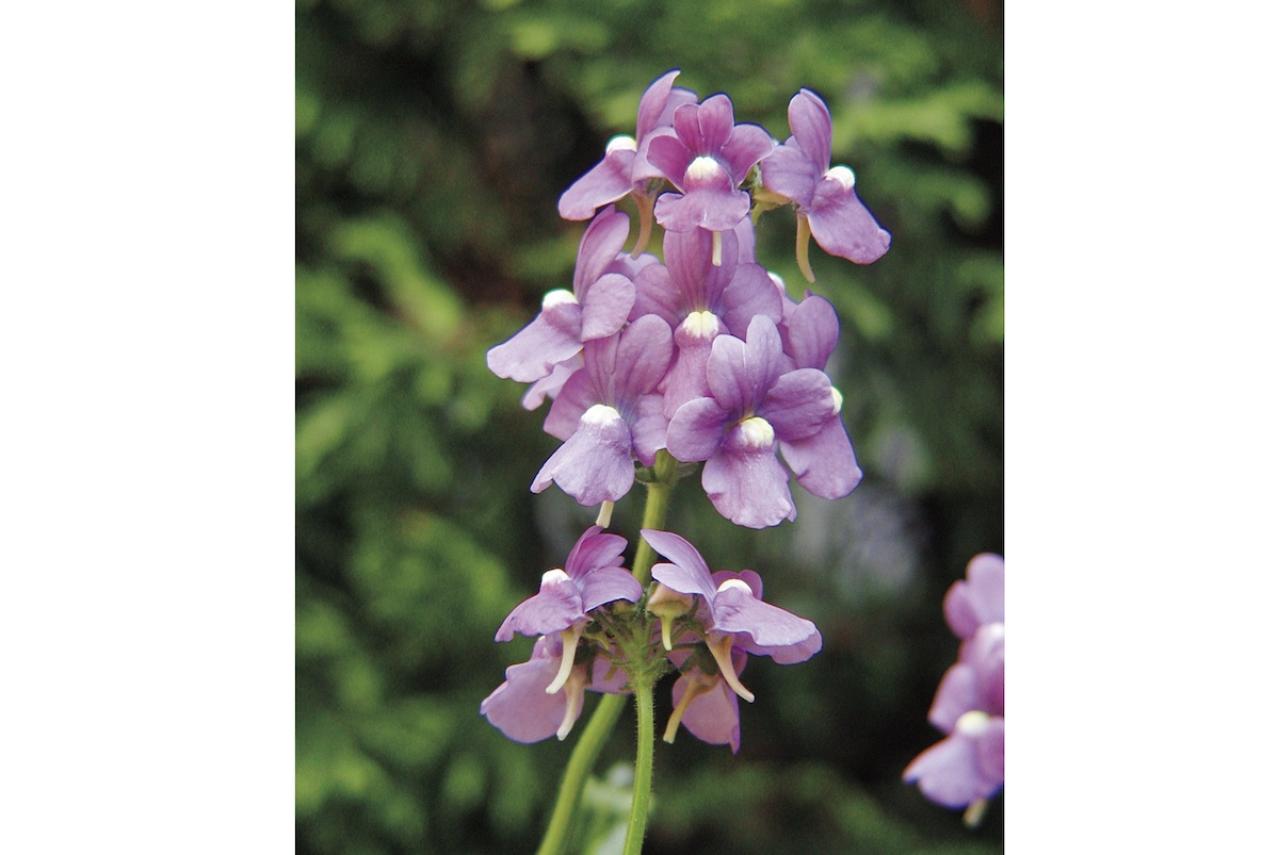 4月の誕生花と花言葉一覧【366日の誕生花と幸せの花言葉】（画像14）