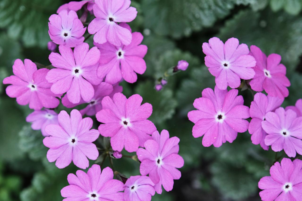 4月の誕生花と花言葉一覧【366日の誕生花と幸せの花言葉】（画像4）