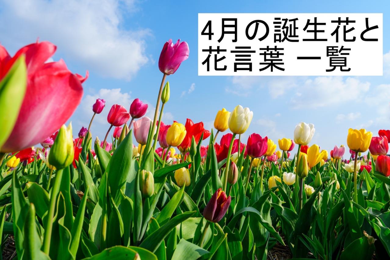4月の誕生花と花言葉一覧【366日の誕生花と幸せの花言葉】