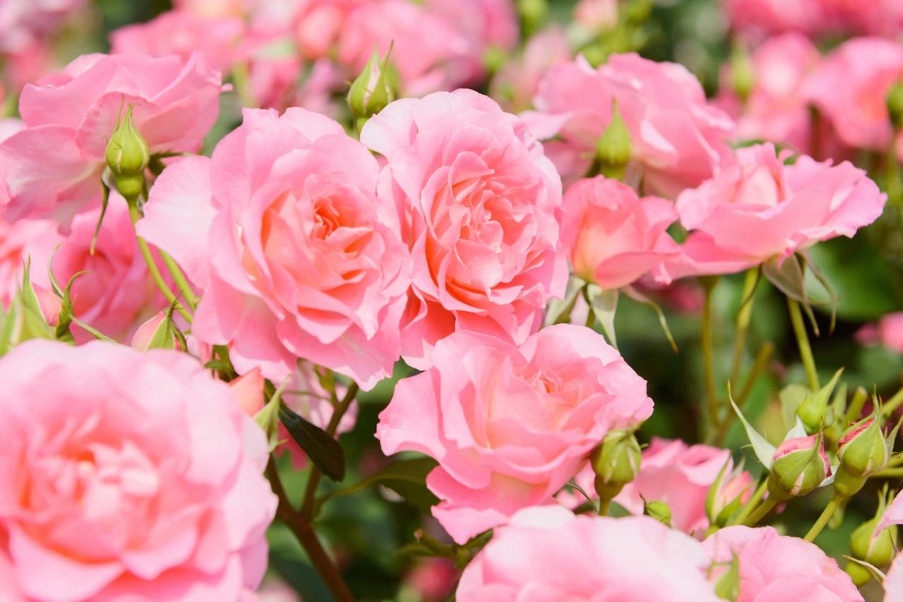 4月の誕生花と花言葉一覧【366日の誕生花と幸せの花言葉】（画像17）