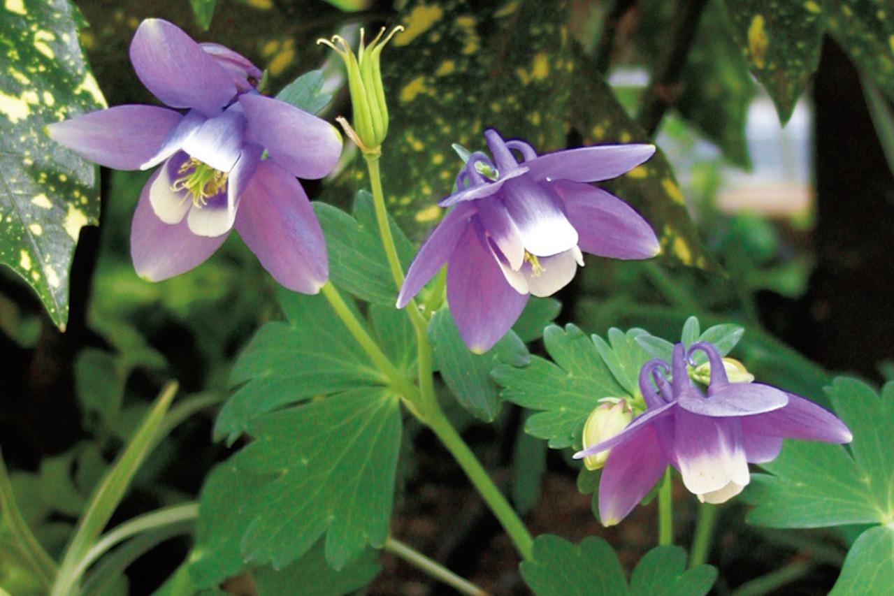 4月の誕生花と花言葉一覧【366日の誕生花と幸せの花言葉】（画像3）