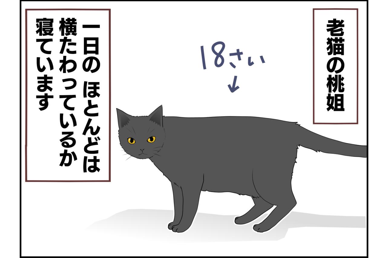 【老猫マンガ】ウロウロ動き回る老猫…18歳の元保護猫・桃姐［＃16］