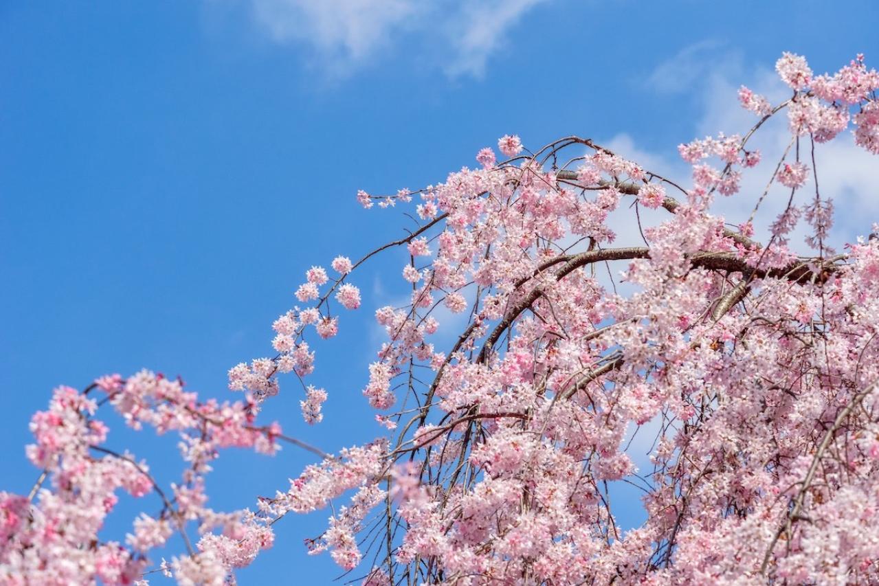 3月26日の花とは？【366日の誕生花と幸せの花言葉】