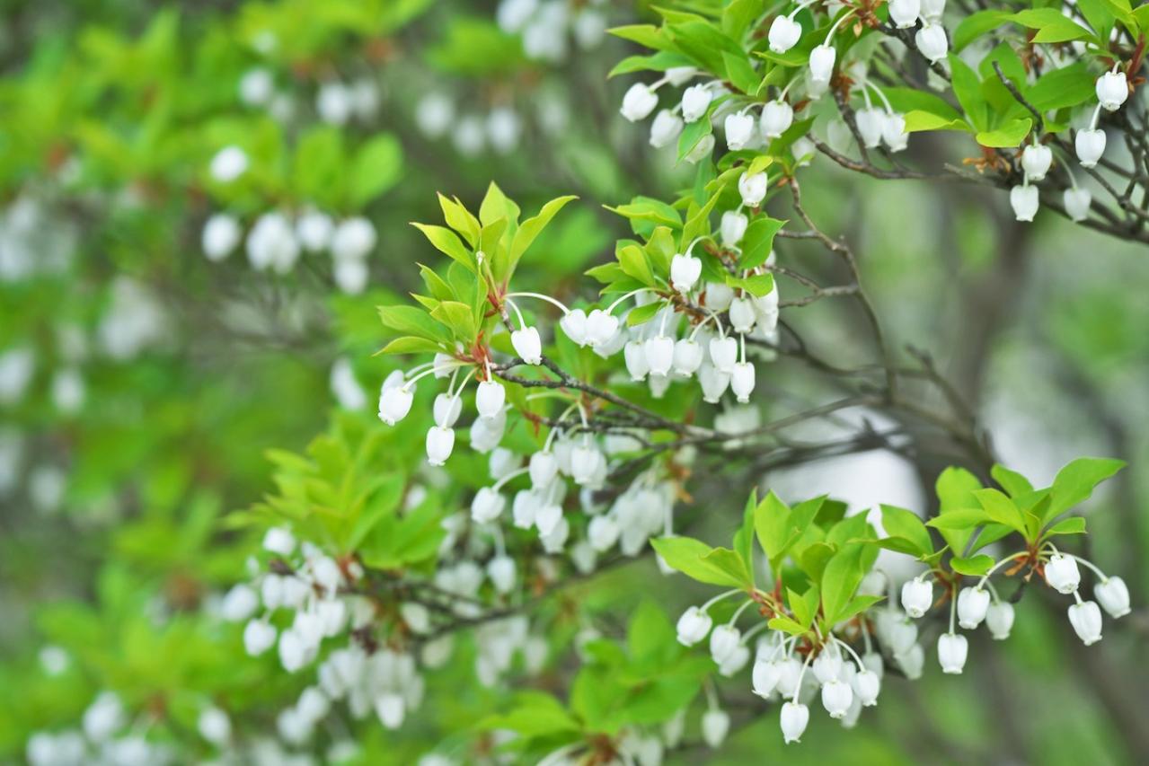 3月28日の花とは？【366日の誕生花と幸せの花言葉】