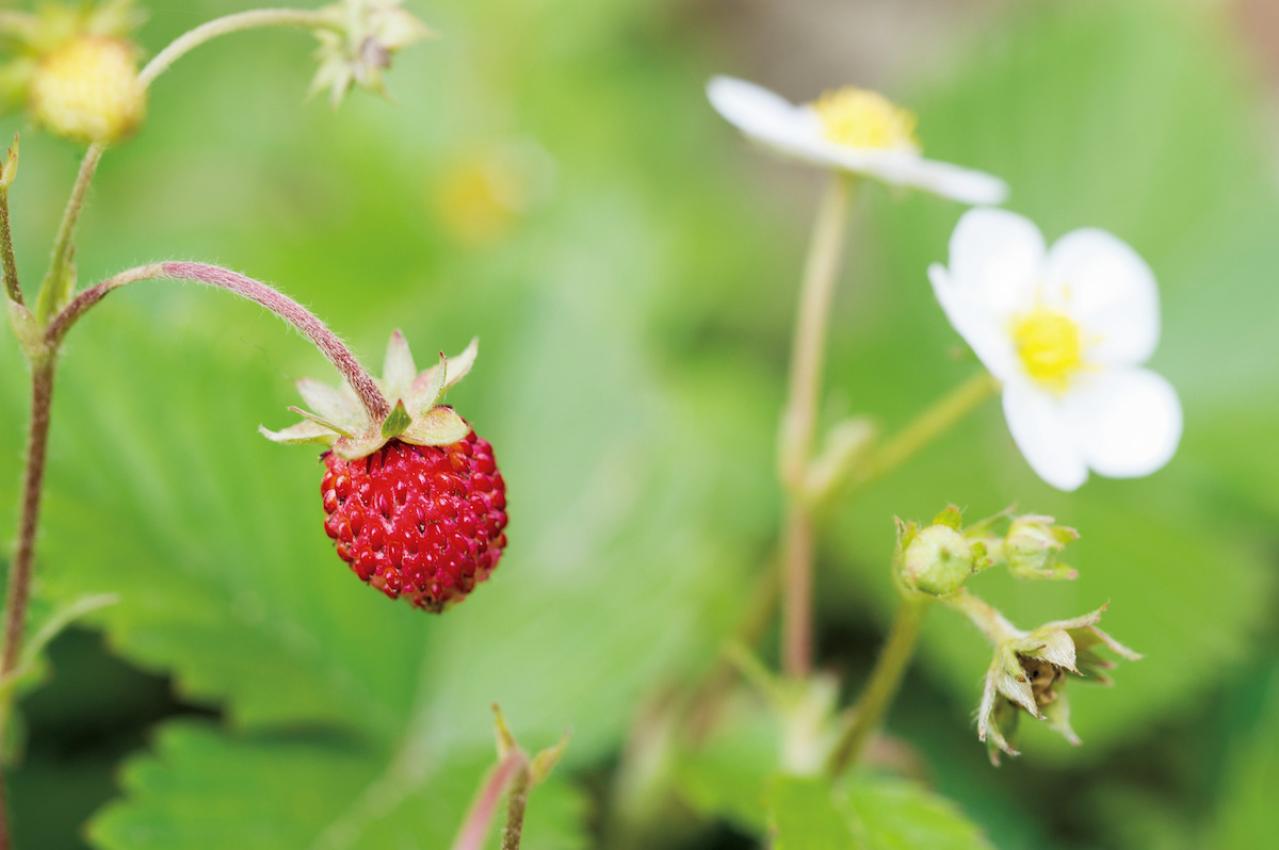 3月29日の花とは？【366日の誕生花と幸せの花言葉】