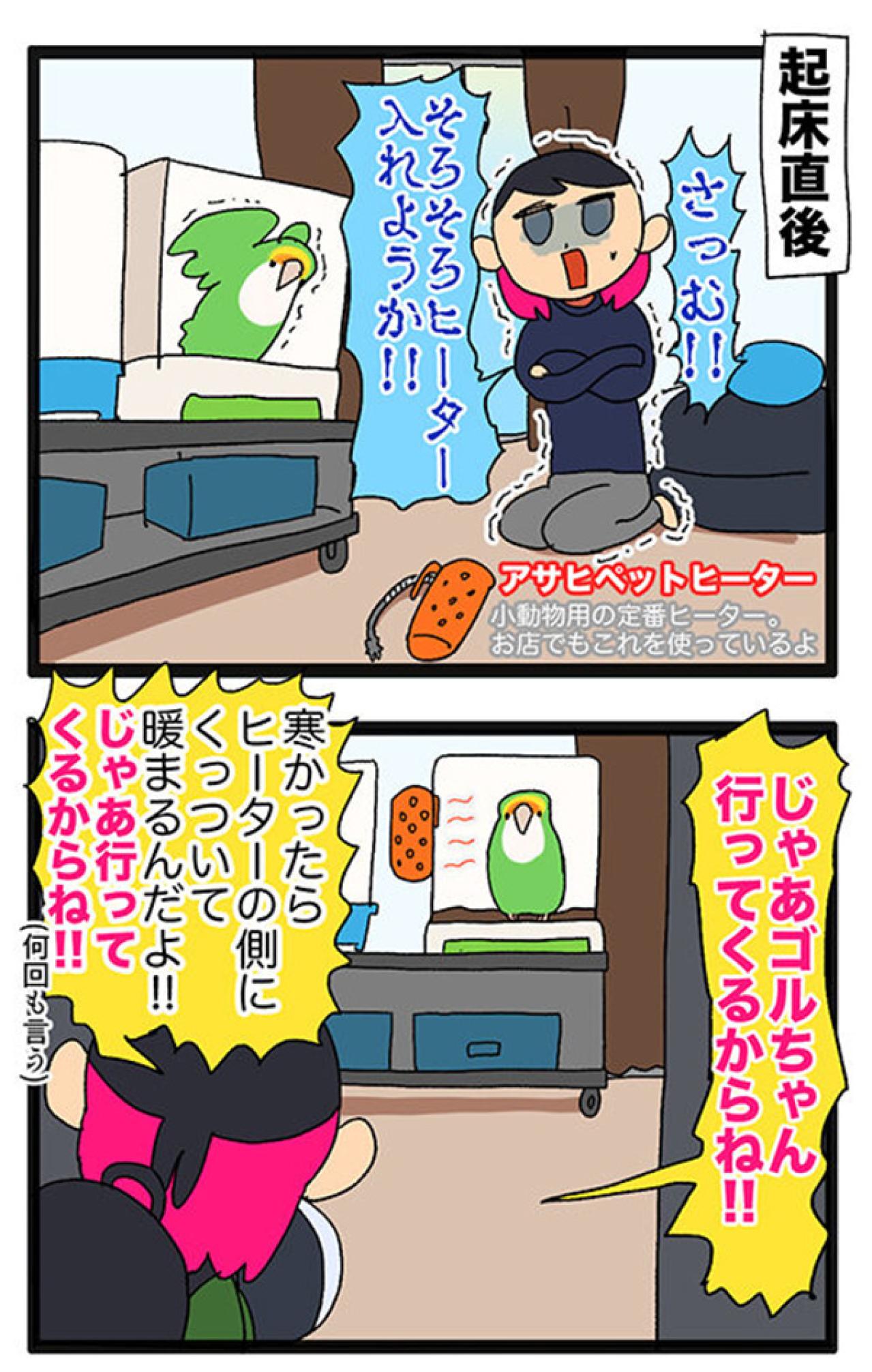 【鳥マンガ＃21】洋服の中に入るかわいいゴルちゃんの顛末／ペットを飼うとやたら不安になること（画像11）