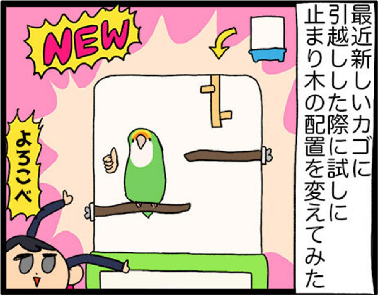 【鳥マンガ＃20】止まり木の配置を変えたときのインコがかわいい／鳥飼いさんのささやかな幸せ（画像4）
