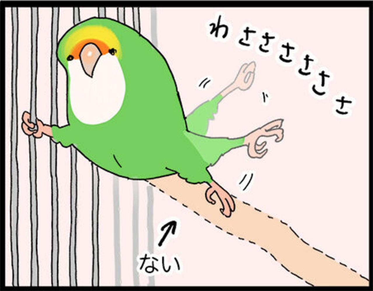 【鳥マンガ＃20】止まり木の配置を変えたときのインコがかわいい／鳥飼いさんのささやかな幸せ（画像6）