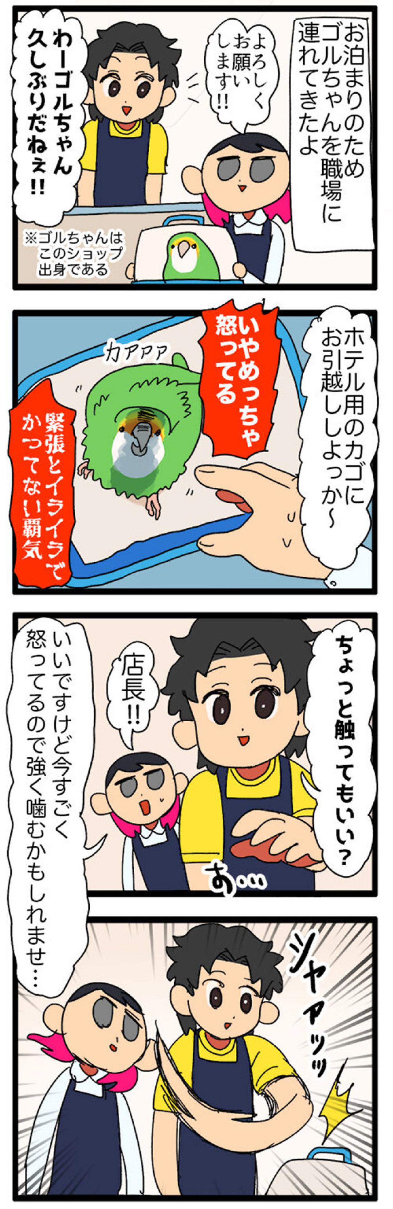 【鳥マンガ＃19】凶暴なゴルちゃんを一瞬で無力化した店長のワザが見事だった！（画像3）