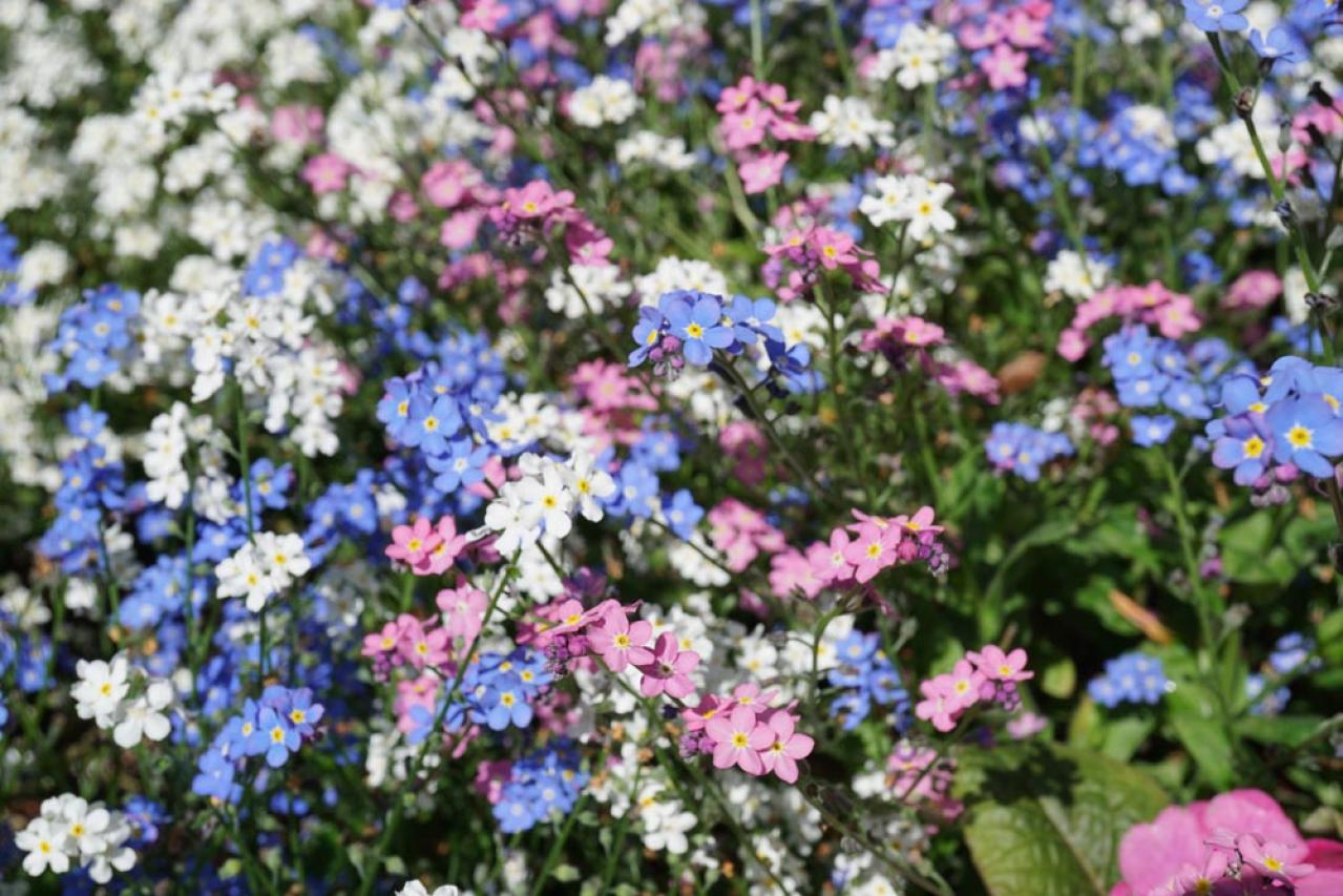 【ガーデニング】花壇作りは立体感が決め手！草花が育つ形3タイプ［9選］（画像8）