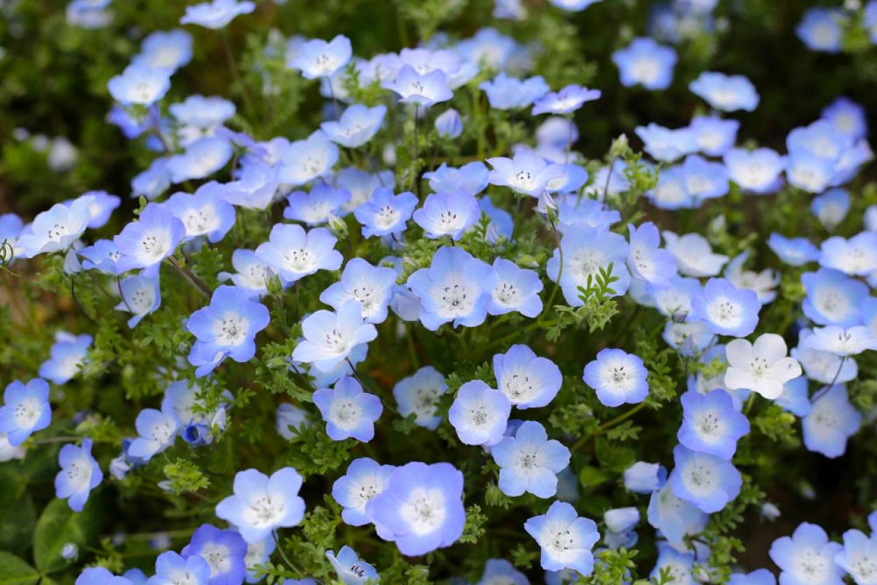 【ガーデニング】花壇作りは立体感が決め手！草花が育つ形3タイプ［9選］（画像10）