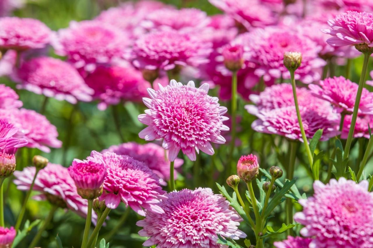 【ガーデニング】花壇作りは立体感が決め手！草花が育つ形3タイプ［9選］（画像9）