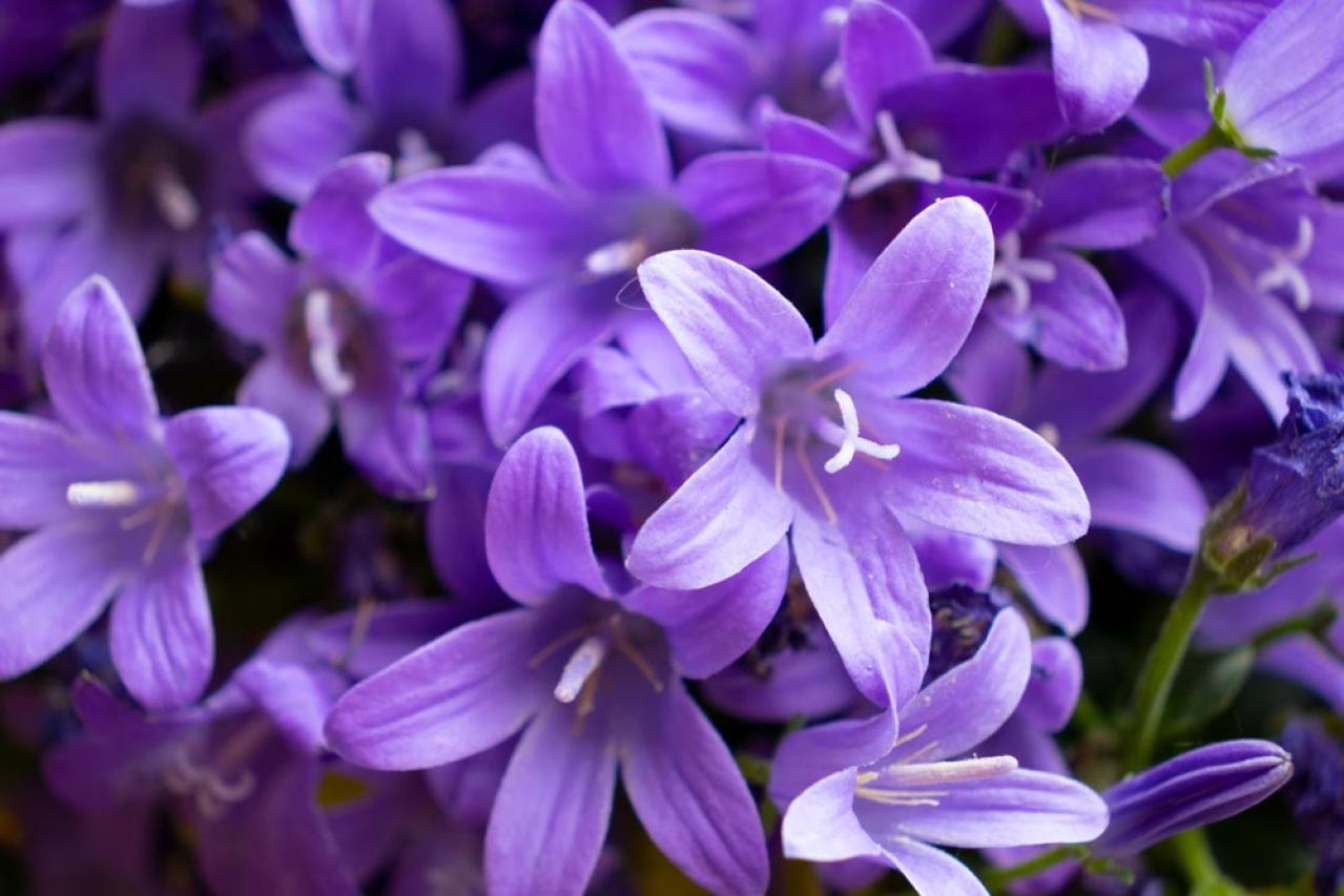 【ガーデニング】花壇作りは立体感が決め手！草花が育つ形3タイプ［9選］（画像12）