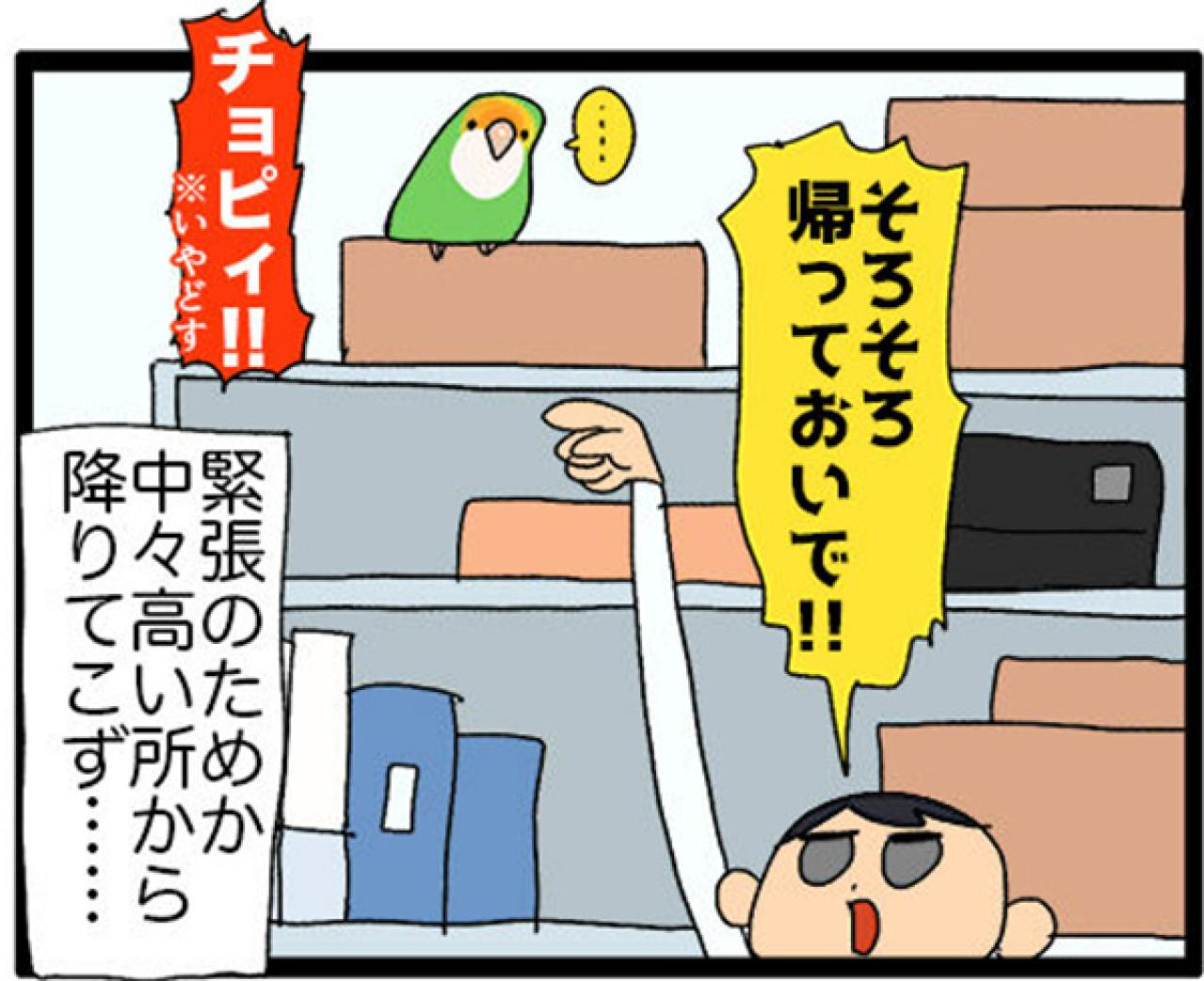 【鳥マンガ＃19】凶暴なゴルちゃんを一瞬で無力化した店長のワザが見事だった！（画像7）