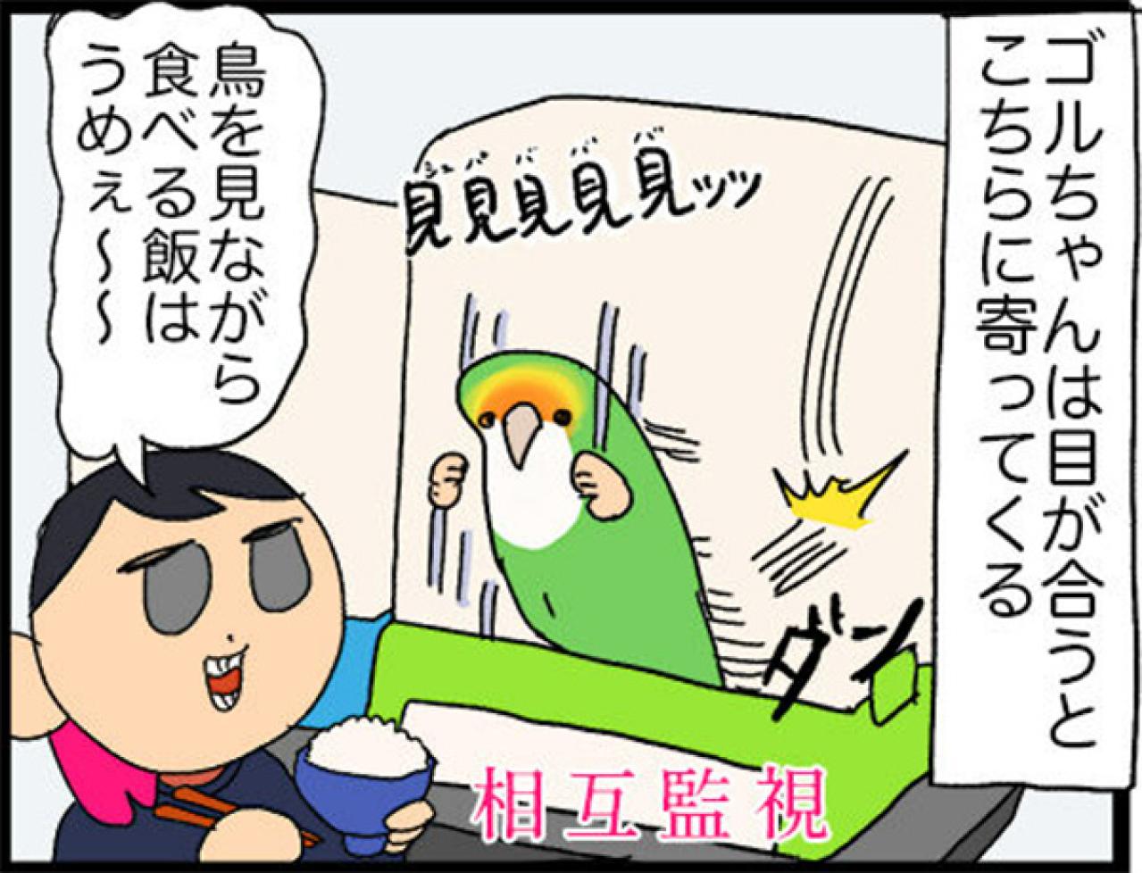 【鳥マンガ＃18】飼い主に一途すぎるインコの困りごと／ゴルちゃんの盗撮に成功！そのときの姿勢がすごい（画像10）