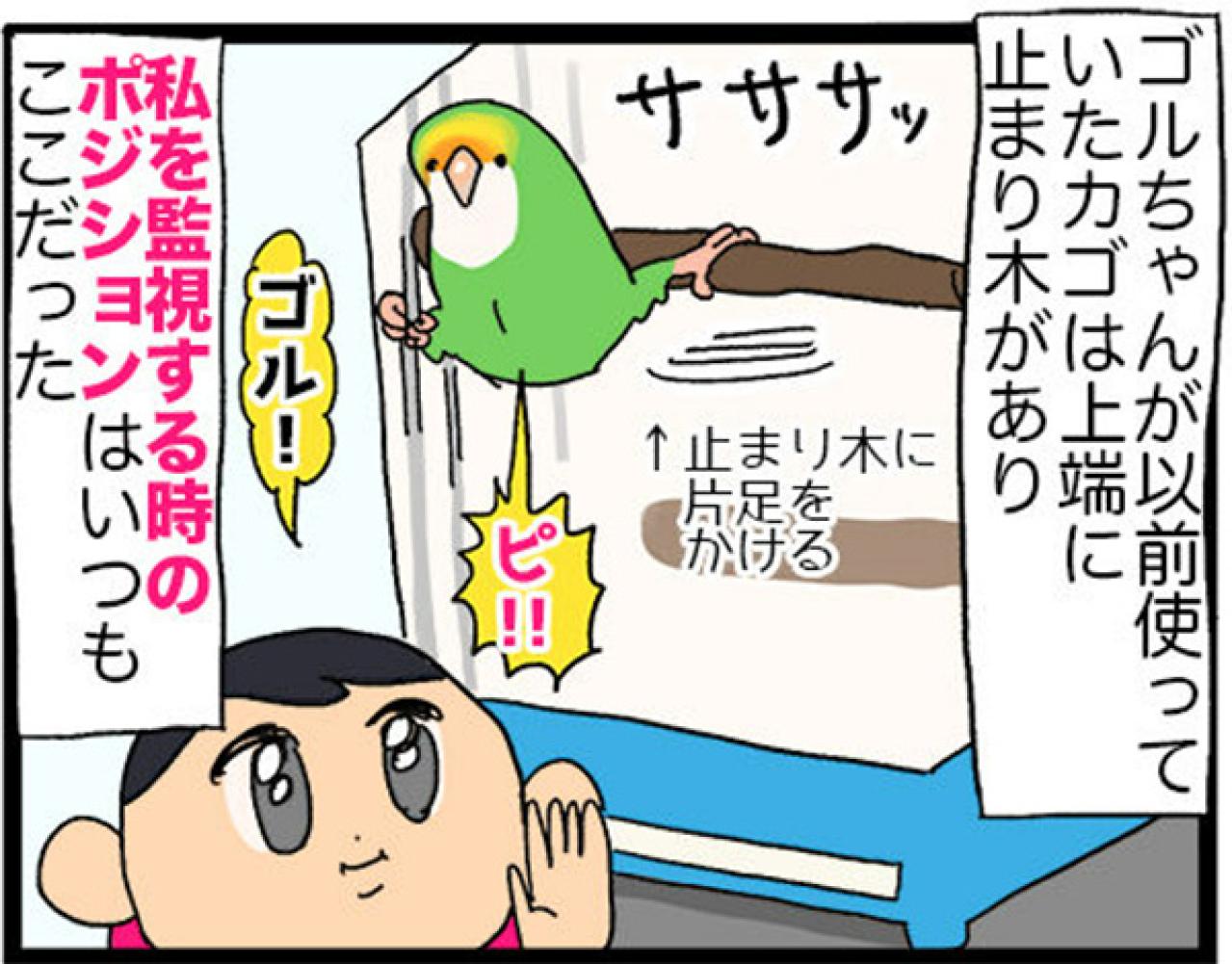 【鳥マンガ＃20】止まり木の配置を変えたときのインコがかわいい／鳥飼いさんのささやかな幸せ（画像3）