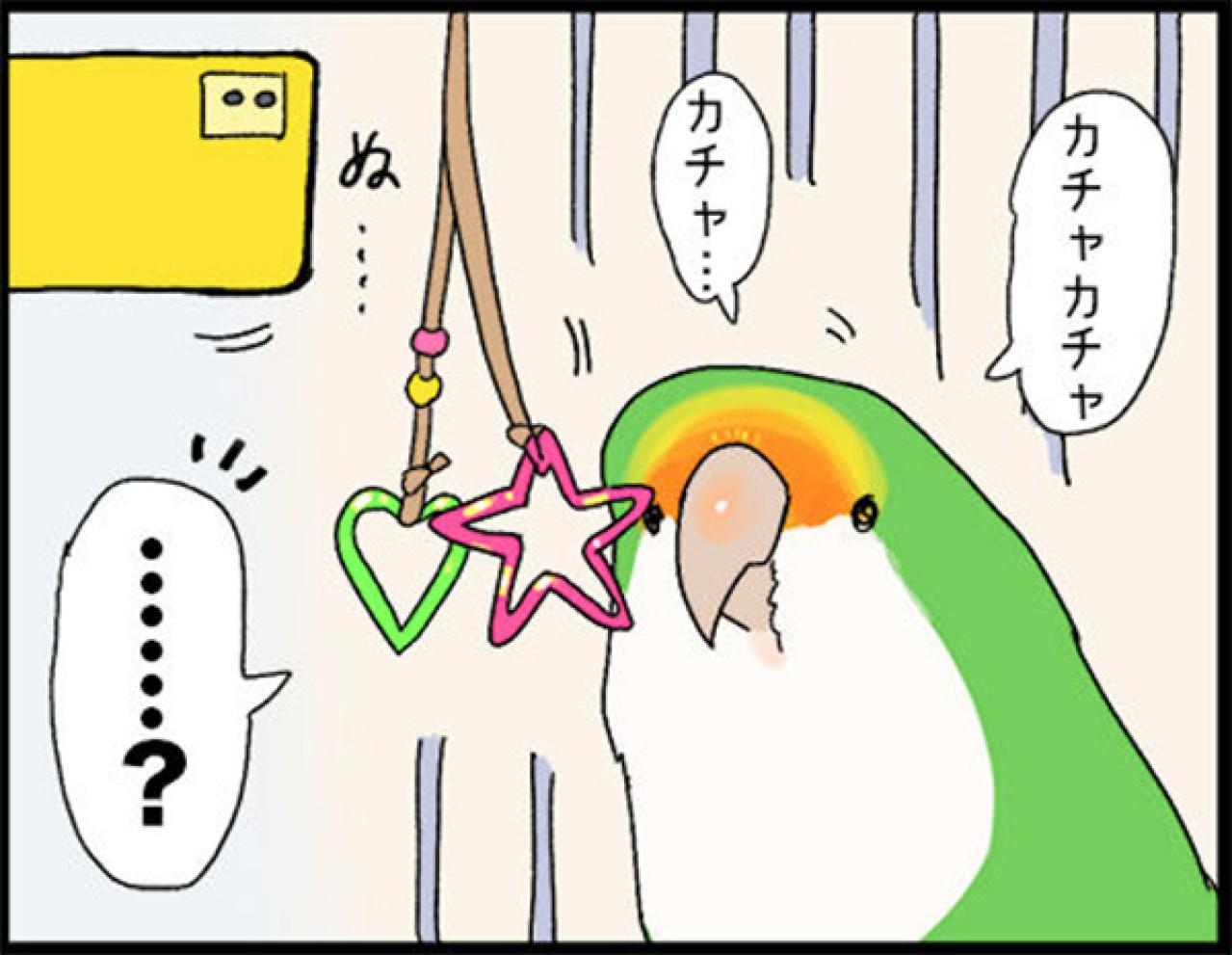 【鳥マンガ＃18】飼い主に一途すぎるインコの困りごと／ゴルちゃんの盗撮に成功！そのときの姿勢がすごい（画像13）