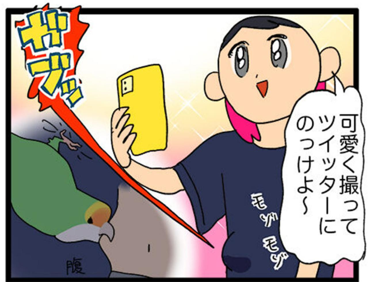 【鳥マンガ＃21】洋服の中に入るかわいいゴルちゃんの顛末／ペットを飼うとやたら不安になること（画像4）