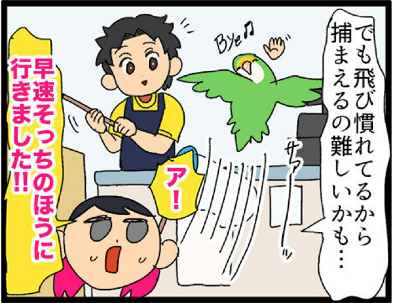 【鳥マンガ＃19】凶暴なゴルちゃんを一瞬で無力化した店長のワザが見事だった！（画像10）