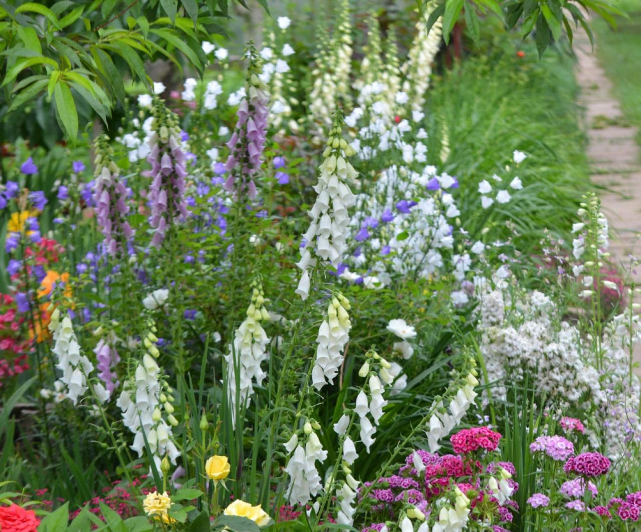 【ガーデニング】花壇作りは立体感が決め手！草花が育つ形3タイプ［9選］（画像14）