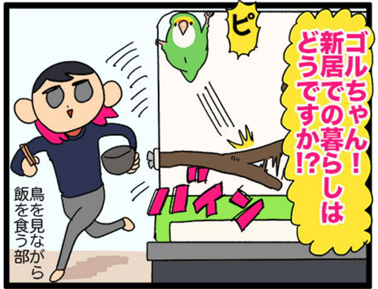 【鳥マンガ＃20】止まり木の配置を変えたときのインコがかわいい／鳥飼いさんのささやかな幸せ（画像5）
