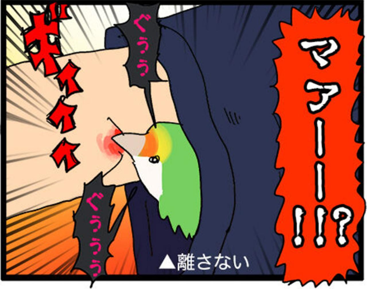 【鳥マンガ＃21】洋服の中に入るかわいいゴルちゃんの顛末／ペットを飼うとやたら不安になること（画像6）