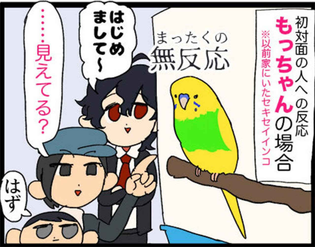 【鳥マンガ＃18】飼い主に一途すぎるインコの困りごと／ゴルちゃんの盗撮に成功！そのときの姿勢がすごい（画像5）