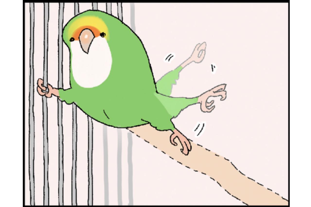 【鳥マンガ＃20】止まり木の配置を変えたときのインコがかわいい／鳥飼いさんのささやかな幸せ