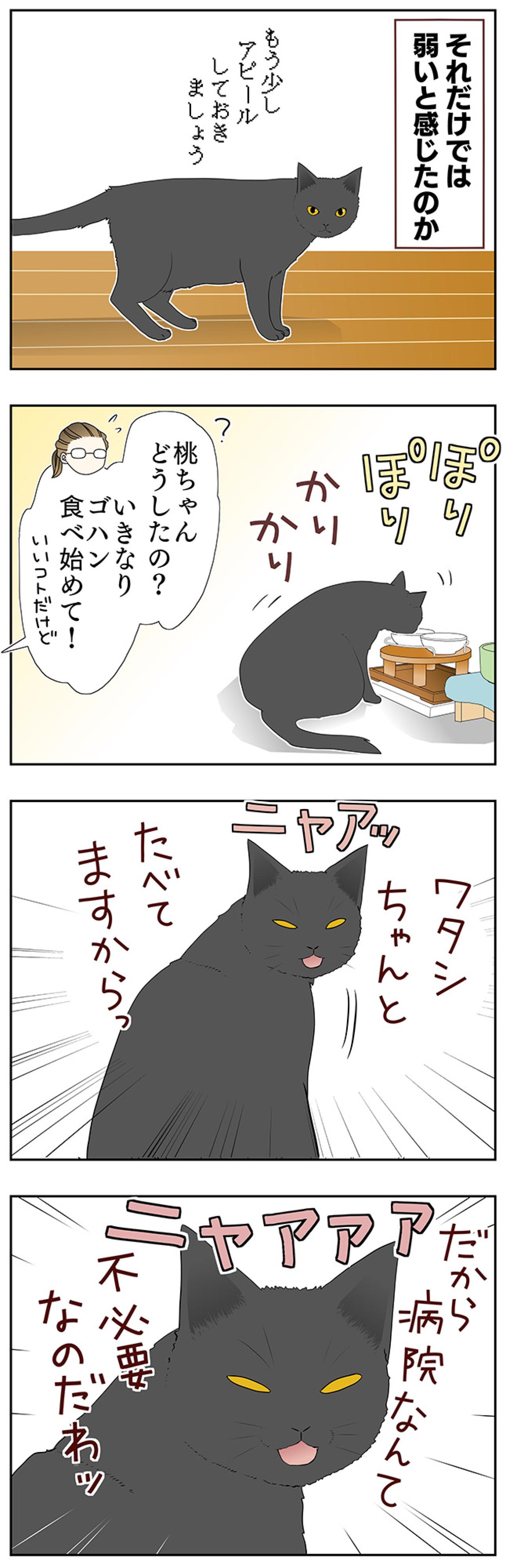 【老猫マンガ】老猫、アピールする？ 18歳の元保護猫・桃姐［＃18］（画像3）