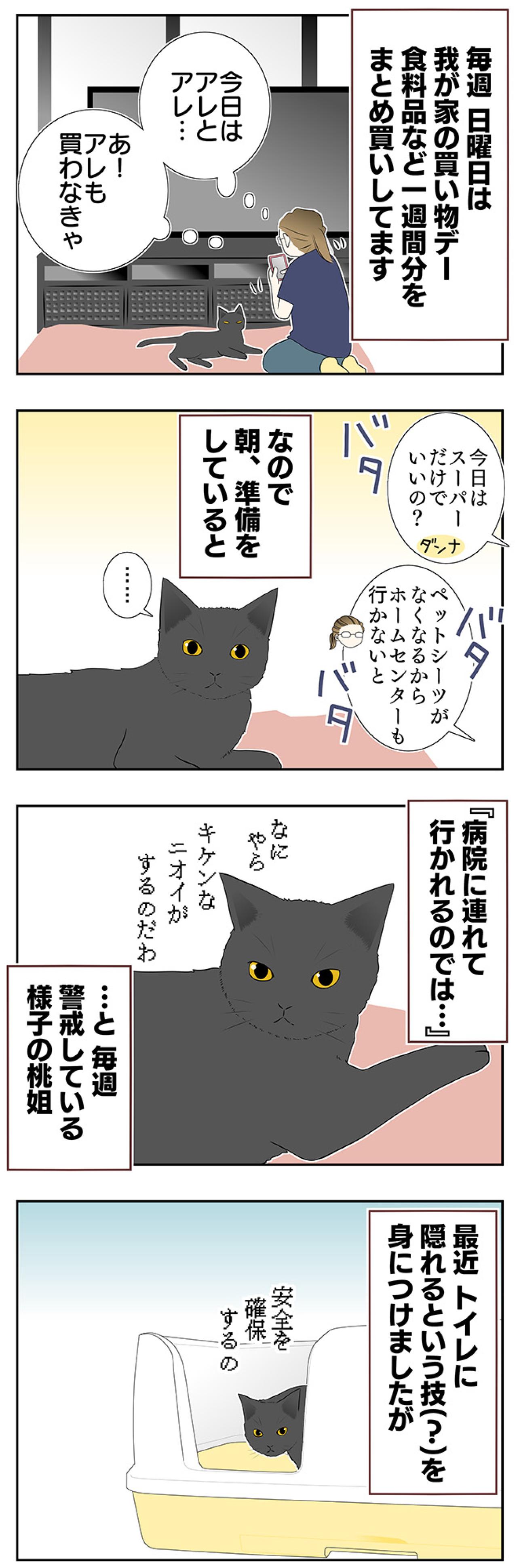【老猫マンガ】老猫、アピールする？ 18歳の元保護猫・桃姐［＃18］（画像2）