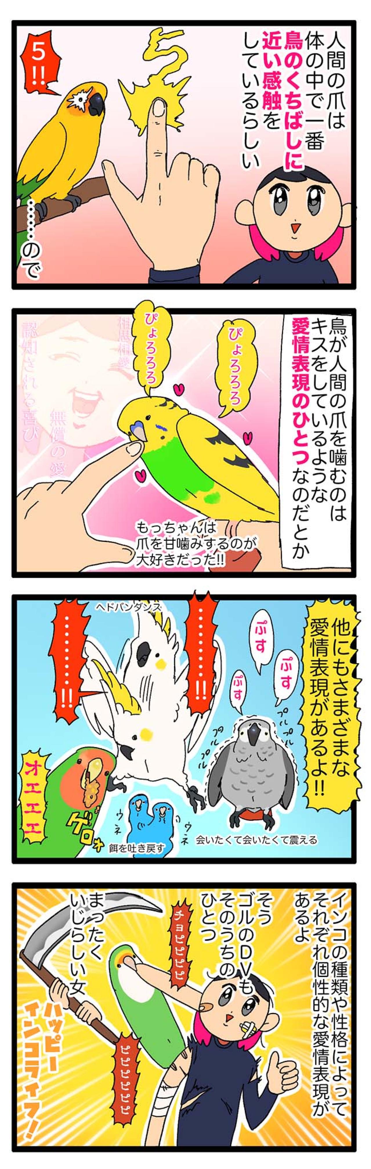 【鳥マンガ＃23】インコの愛情表現はどんなの？／PCを不法占拠するコザクラインコ（画像3）