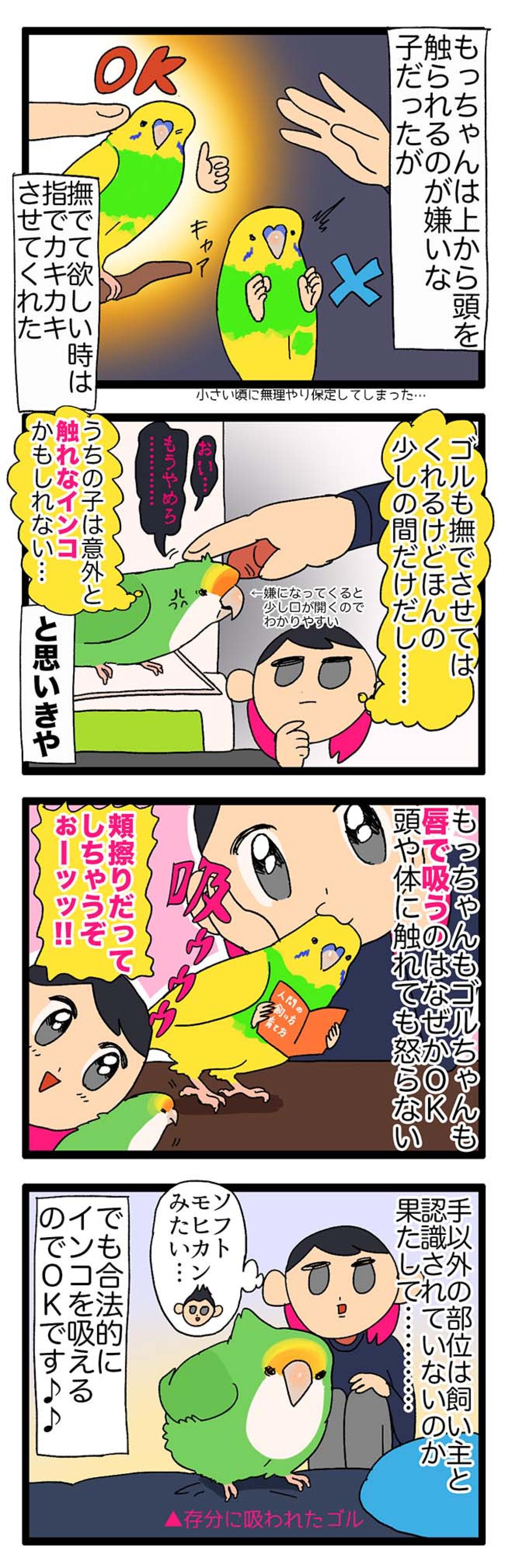 【鳥マンガ＃22】器用なゴルちゃんがアピールしながらしていたこととは？／飼い主あるある！幸せなインコ吸い（画像5）