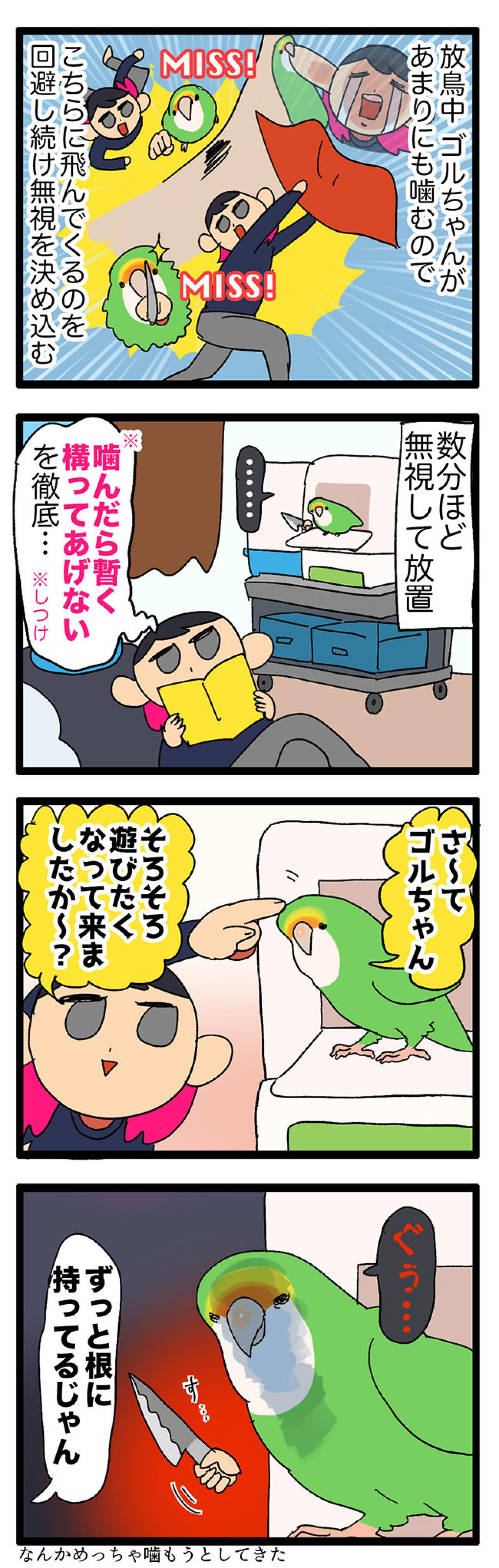 【鳥マンガ＃25】インコの逆ギレ…被害者は誰？／ゴルちゃんの「私の目を見て！」（画像3）
