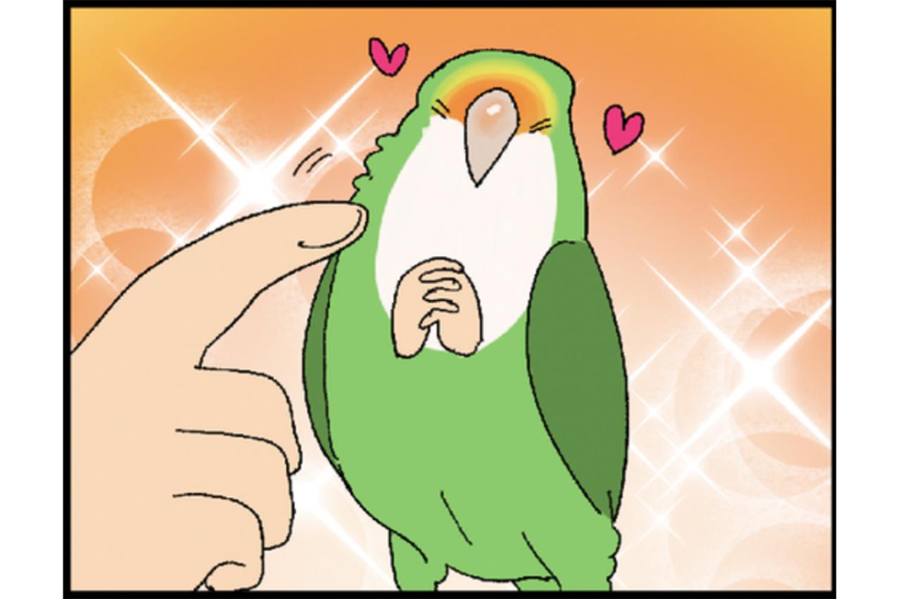 【鳥マンガ＃25】インコの逆ギレ…被害者は誰？／ゴルちゃんの「私の目を見て！」