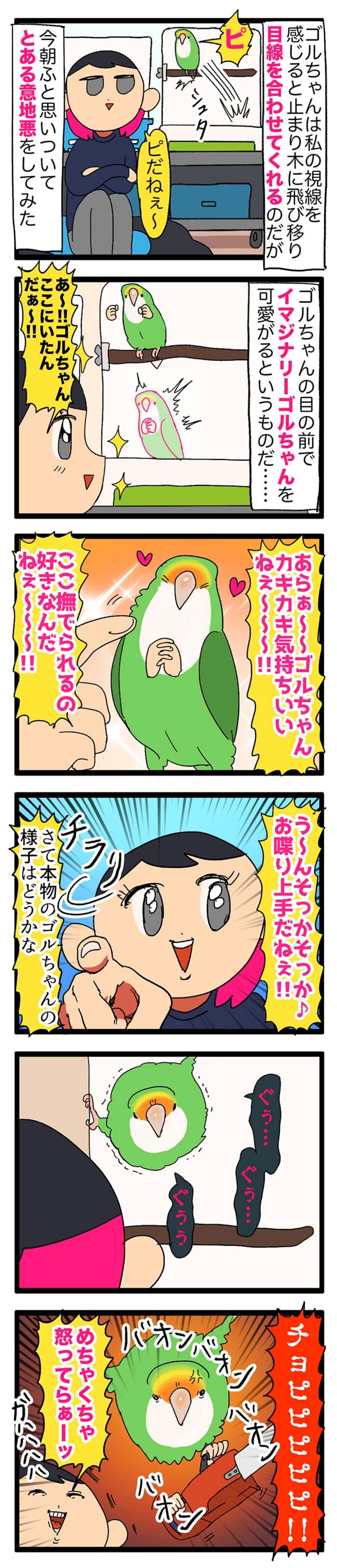 【鳥マンガ＃25】インコの逆ギレ…被害者は誰？／ゴルちゃんの「私の目を見て！」（画像4）