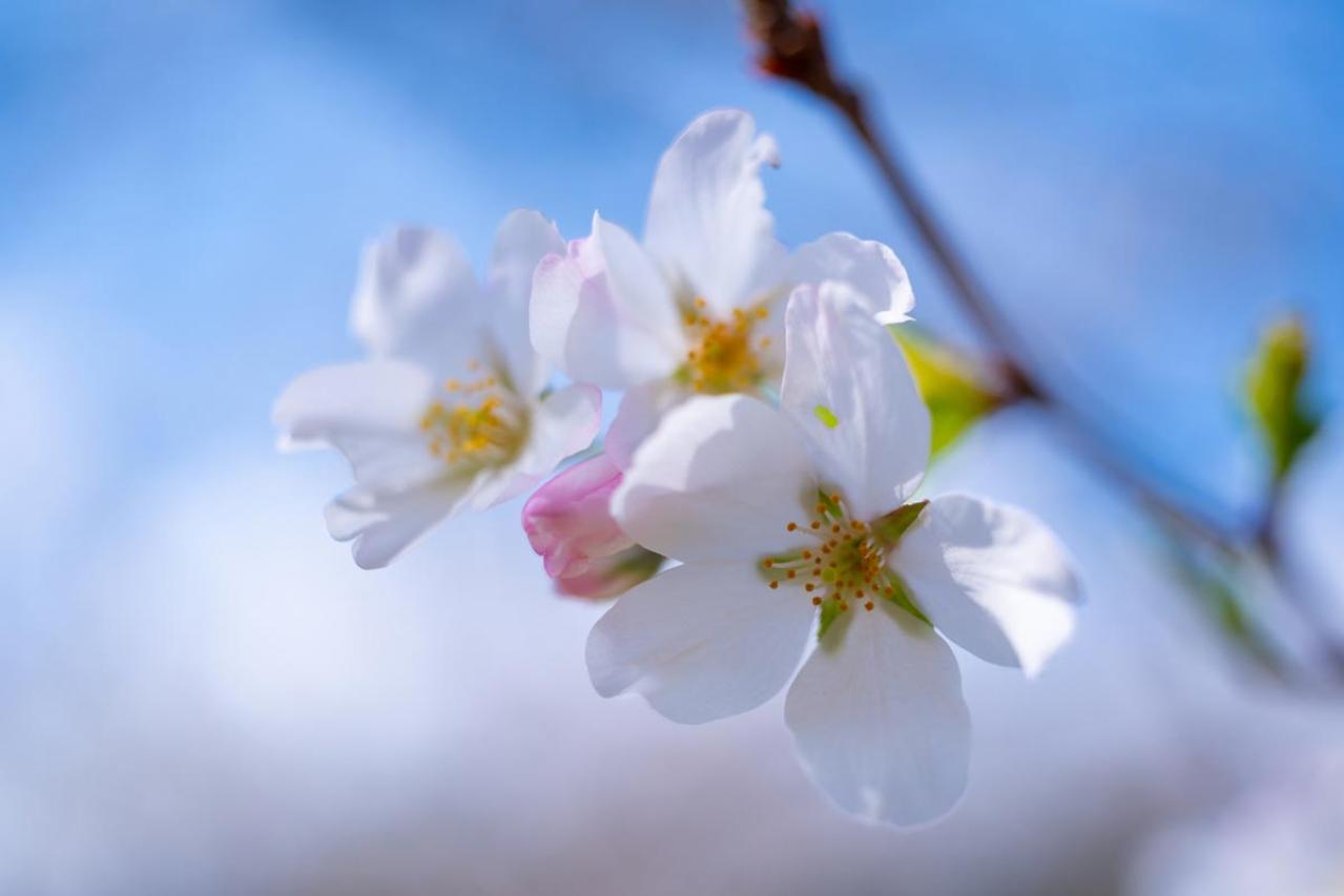 失敗しない桜撮影！スマホで映える9つのテクニックをプロが伝授