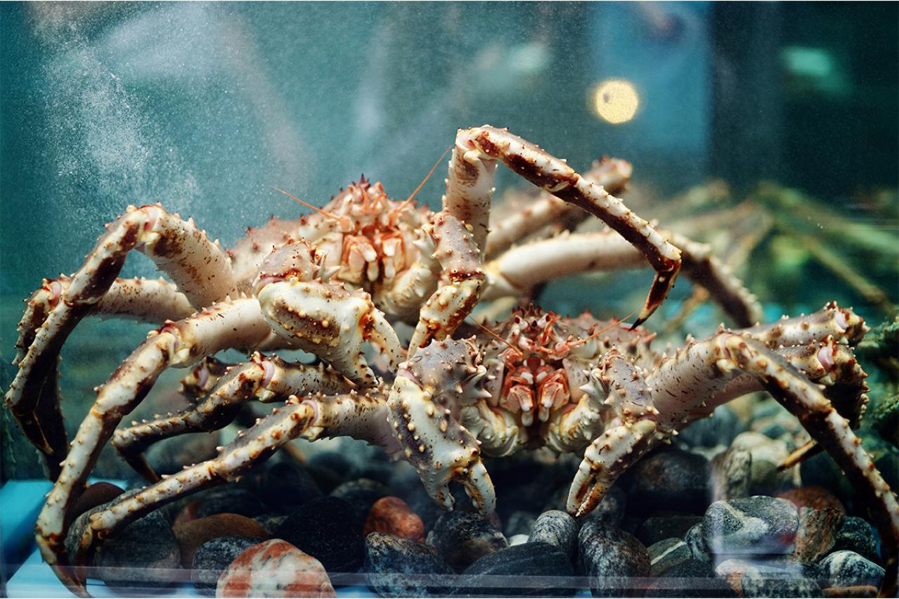 宮沢賢治『やまなし』の魅力に迫る！ 小さな谷川から紡がれる生命の物語