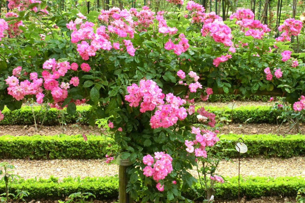 【ガーデニング】バラの本場イギリスとフランスのローズガーデンから、デザインとアイデアをいただく！