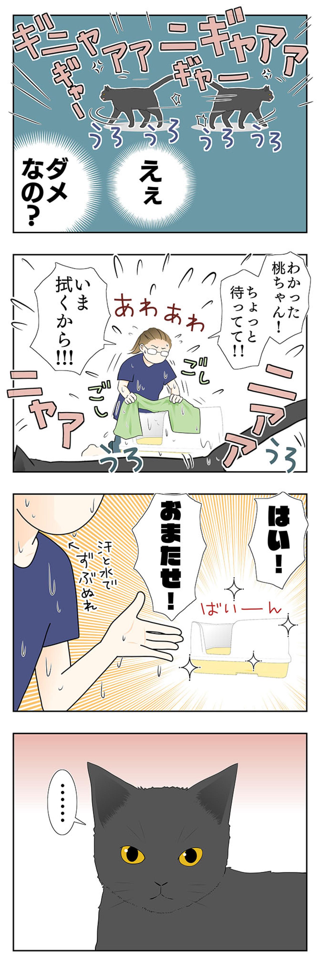 【老猫マンガ】老猫、異様なまでに急かす…18歳の元保護猫・桃姐［＃19］（画像4）