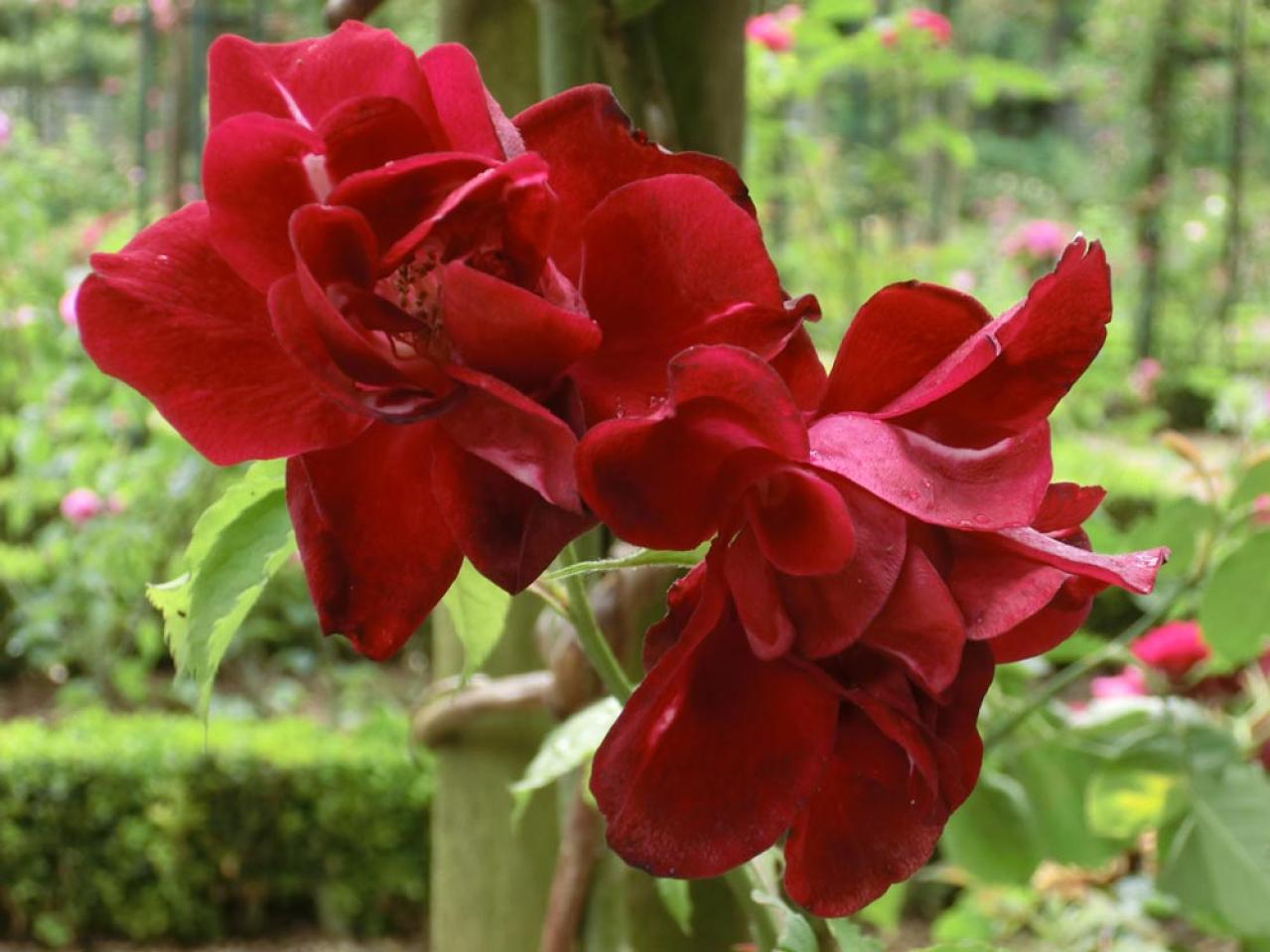 【ガーデニング】バラの本場イギリスとフランスのローズガーデンから、デザインとアイデアをいただく！（画像4）