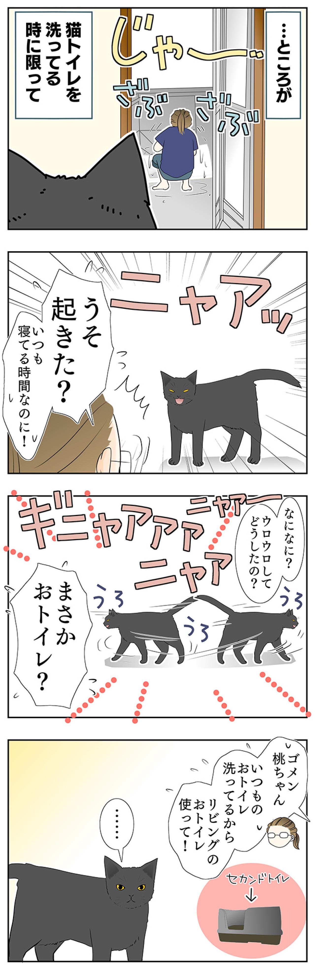 【老猫マンガ】老猫、異様なまでに急かす…18歳の元保護猫・桃姐［＃19］（画像3）