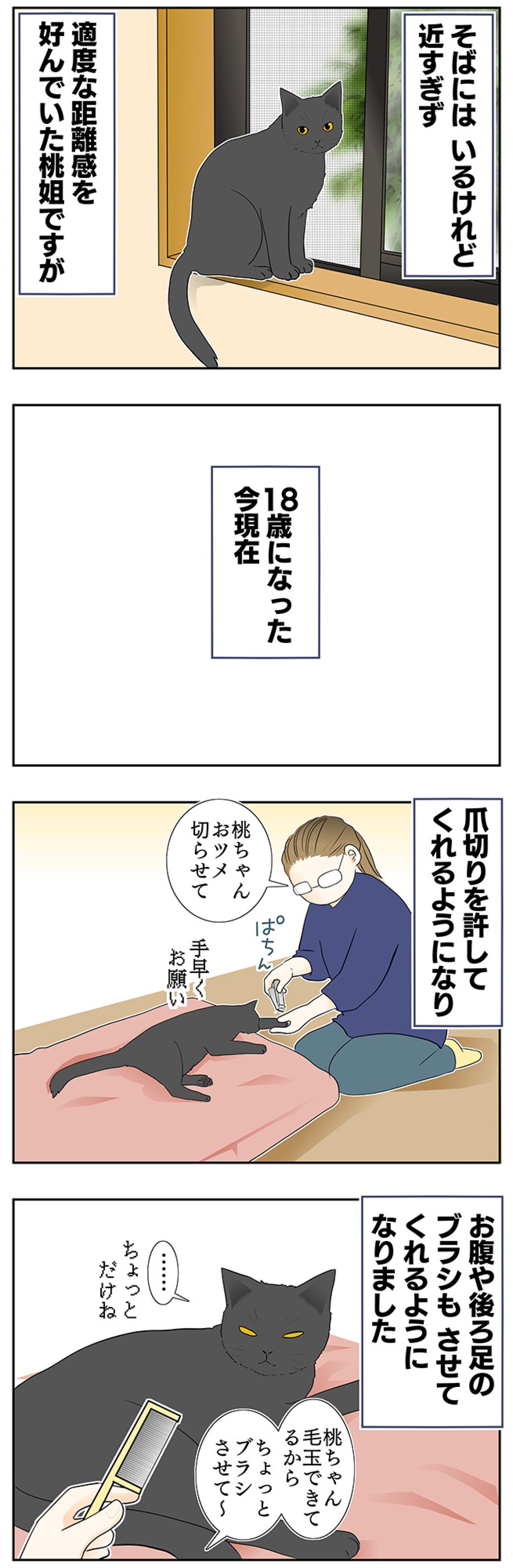 【老猫マンガ】猫も歳をとると丸くなる？ 18歳の元保護猫・桃姐［＃20］（画像3）