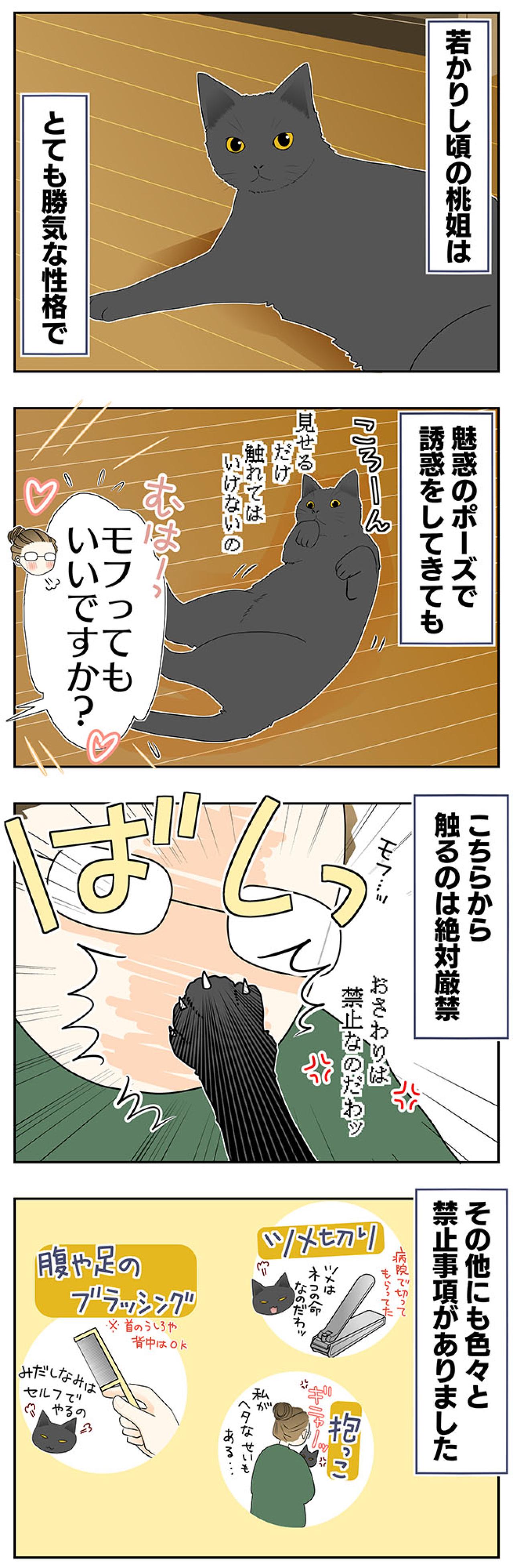 【老猫マンガ】猫も歳をとると丸くなる？ 18歳の元保護猫・桃姐［＃20］（画像2）