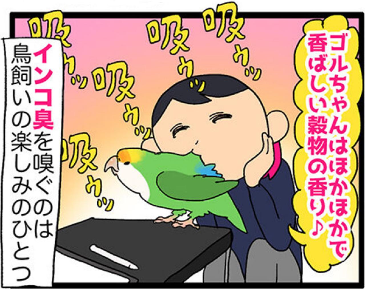 【鳥マンガ＃27】水浴びをしたときのインコ臭が…／女帝インコついにリンゴを召し上がる（画像4）
