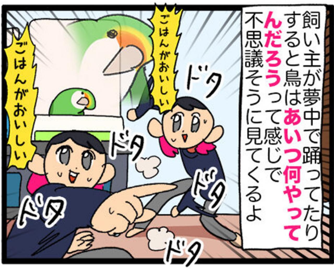 【鳥マンガ＃29】インコはいつでもパワフル／かわいいおしりを眺めていたら…（画像6）